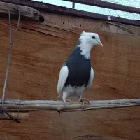 ماده طوقی کارتونی 700