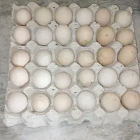تخم‌مرغ‌محلی