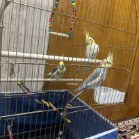 پرنده زینتی عروس هلندی|پرنده|آذرشهر, |دیوار