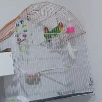 طوطی برزیلی