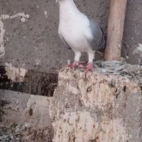 شادگان|پرنده|شادگان, |دیوار