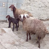 میش بره دار