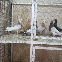 کفتر پرنده کبوتر|پرنده|اقبالیه, |دیوار