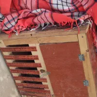 مرغ و خروس|حیوانات مزرعه|هرسین, |دیوار