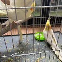 ۳ عدد عروس هلندی لوتینو|پرنده|اصفهان, خواجو|دیوار