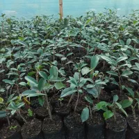 فوتونیا نایلکسی نشایی درجه یک|گل و گیاه طبیعی|کلاچای, |دیوار