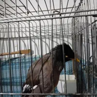 مرغ مینا سخنگو  با قفس|پرنده|اسلام‌شهر, شهرک سعیدیه|دیوار