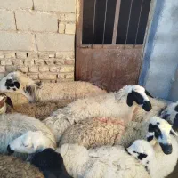 ۱۰راس میش زاییده