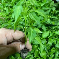 نشا صیفی جات|خدمات باغبانی و درختکاری|رامشیر, |دیوار