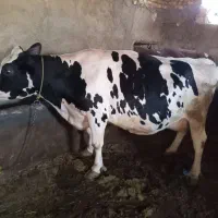 خریدوفروش گاو گوساله افتاده سر بریده و سالم