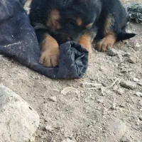 توله میکس ژرمن