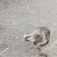 بوقلمون  محلی اصل  ماده