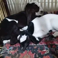 بوزدوقولوزا|حیوانات مزرعه|اشتهارد, |دیوار