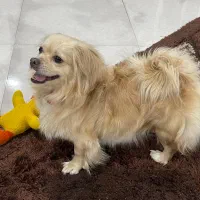 سگ اشپیتز پامر