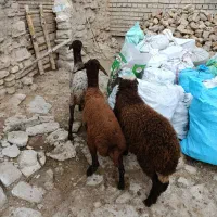 بره افشاری پرواری و کشتاری و نذری (گوسفند)|حیوانات مزرعه|گنبد کاووس, |دیوار