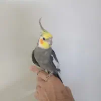 ۶ عدد عروس هلندی  یکجا به فروش میرسد