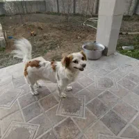 گمشده