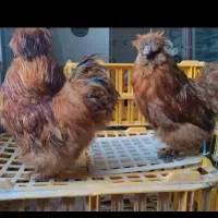 مرغ و خروس اسینم