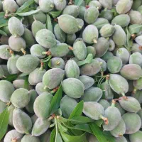 چغاله ترد ودرجه یک