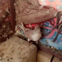 سه عدد کفتر دوکت زرد و گرگی|پرنده|اشکذر, |دیوار