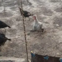 فروش بوقلمون|حیوانات مزرعه|گنبد کاووس, |دیوار