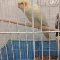 طوطی|پرنده|لشت نشا, |دیوار