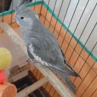 عروس هلندی|پرنده|اردبیل, |دیوار