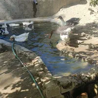 غاز و مرغابی|حیوانات مزرعه|یاسوج, |دیوار