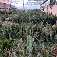 گل و گیاه کاکتوس وآپارتمانی|گل و گیاه طبیعی|محمدشهر, شهرک چمران|دیوار