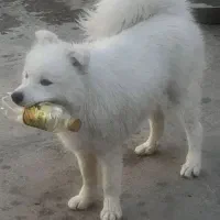 سگ سامویید|سگ|پرند, فاز ۶|دیوار