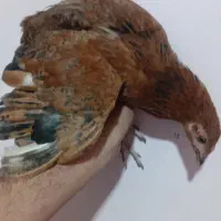 مرغ محلی