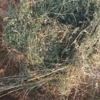 یونجه و گیاه دسته اول