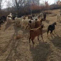 بزغاله گوسفند بره