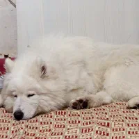 سگ سامویید|سگ|فردیس, شهرک شهید حسینی|دیوار