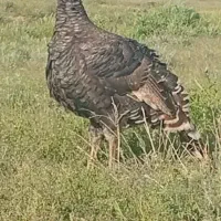 فروش تخم اردک روسی