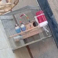 جفت طوطی برزیلی مولد