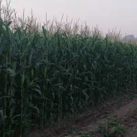 فروش ذرت علوفه چاپر