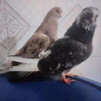 کبوتر نوک ریزوقنار|پرنده|گرمی, |دیوار