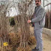 نهال بادام پربار سالم نهال|خدمات باغبانی و درختکاری|اراک, |دیوار