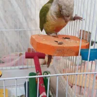 گرینچیک و کوتوله|پرنده|خمینی‌شهر, |دیوار