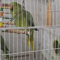 طوطی ملنگو|پرنده|خوسف, |دیوار