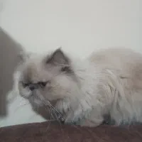 گربه پرشین سوپر فلت