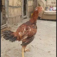 جوجه خروس لاری|حیوانات مزرعه|لنجان, |دیوار