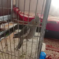 عروس هلندی نر