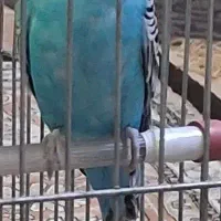 مرغ عشق