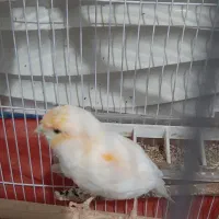 قناری موزاییکی نر