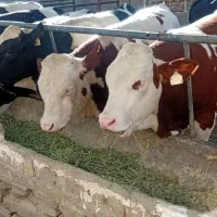 گوساله نر سیمینتال|حیوانات مزرعه|پیشخور, |دیوار