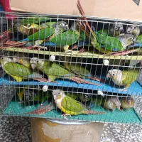 کواکر راهب گرین تعداد|پرنده|اصفهان, عطار نیشابوری|دیوار