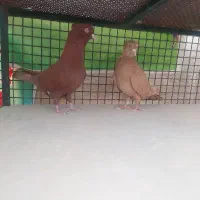 کبوتر|پرنده|خرامه, |دیوار