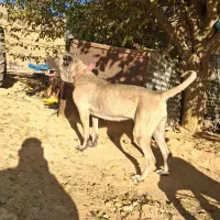 سگ سرابی و آلابای نژاد اصیل|سگ|شیراز, داریون|دیوار